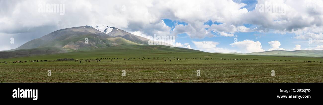 Panorama der großen Herde von Schafen und Ziegen in den Hügeln und Steppen der Mongolei. Stockfoto
