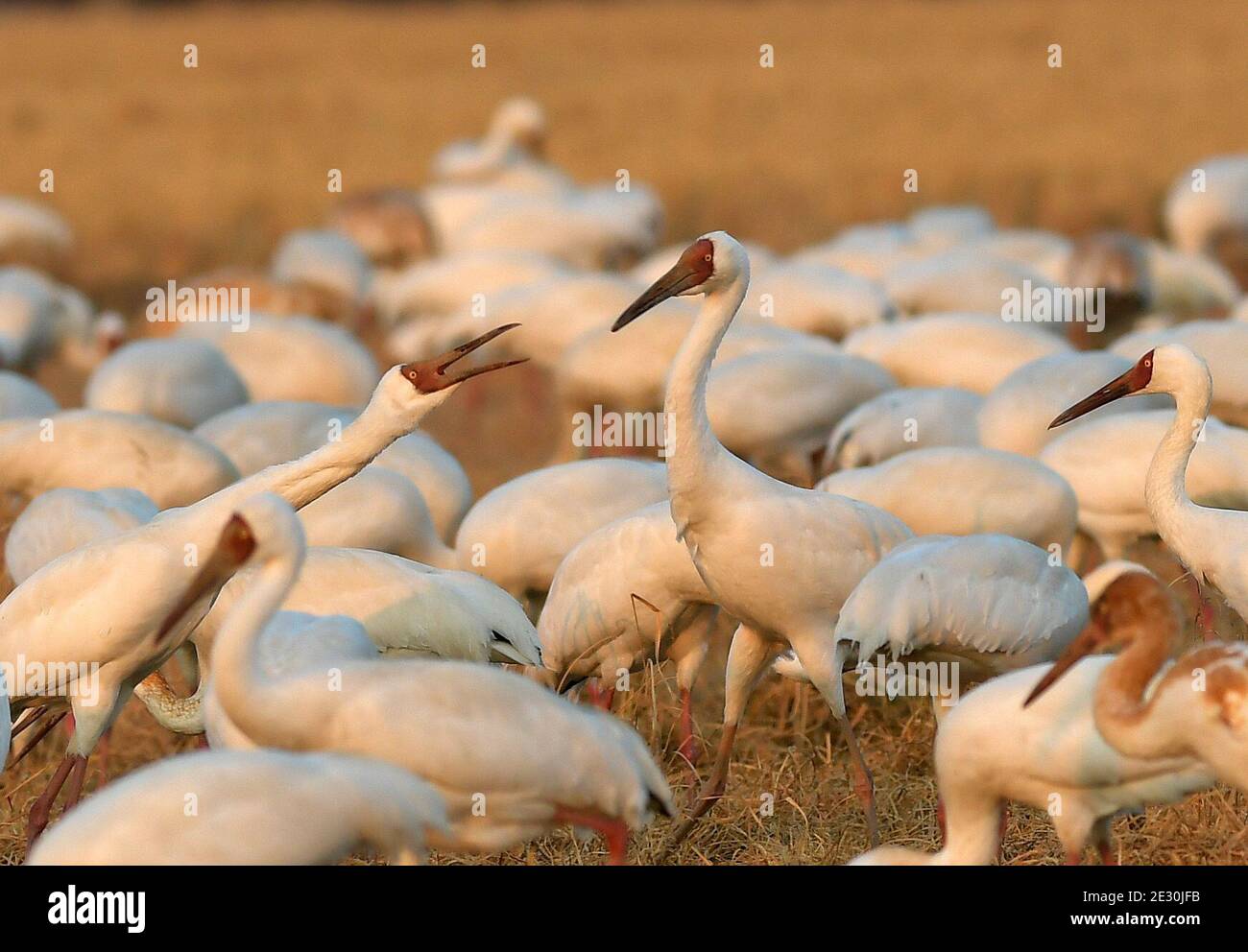 Yugan, Chinas Provinz Jiangxi. Januar 2021. Wanderkrane tummeln sich in einem Reisfeld in der Kangshan-Rückgewinnungszone, die als eines der überwinternden Lebensräume der Vögel in der Nähe des Poyang-Sees im Bezirk Yugan, ostchinesische Provinz Jiangxi, am 15. Januar 2021 dient. Quelle: Peng Zhaozhi/Xinhua/Alamy Live News Stockfoto