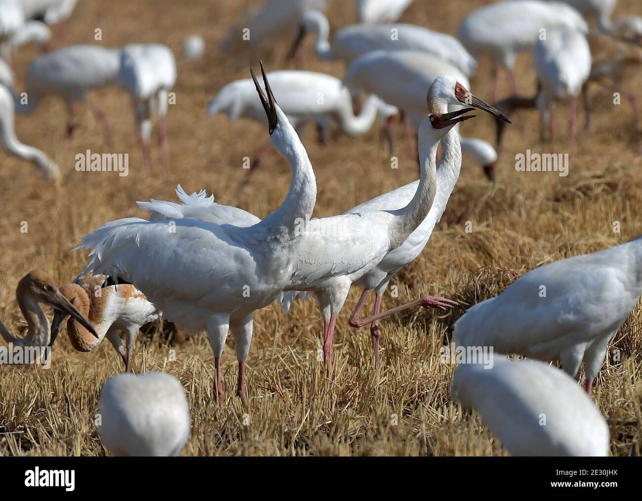 Yugan, Chinas Provinz Jiangxi. Januar 2021. Wanderkrane tummeln sich in einem Reisfeld in der Kangshan-Rückgewinnungszone, die als eines der überwinternden Lebensräume der Vögel in der Nähe des Poyang-Sees im Bezirk Yugan, ostchinesische Provinz Jiangxi, am 15. Januar 2021 dient. Quelle: Peng Zhaozhi/Xinhua/Alamy Live News Stockfoto