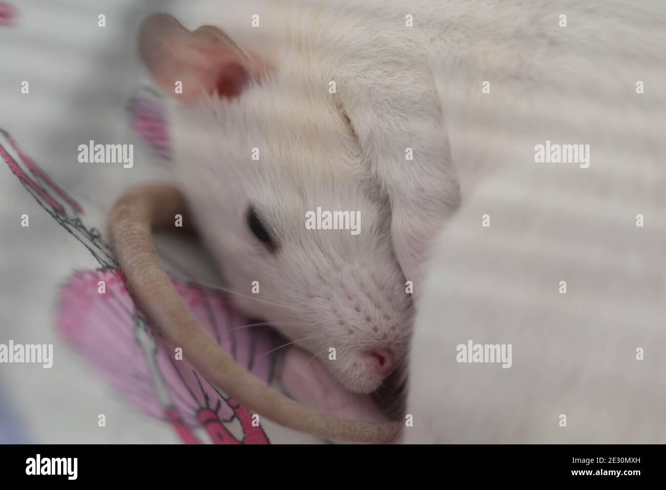 Eine niedliche weiße Ratte schläft zusammengerollt in einem Ball Stockfoto