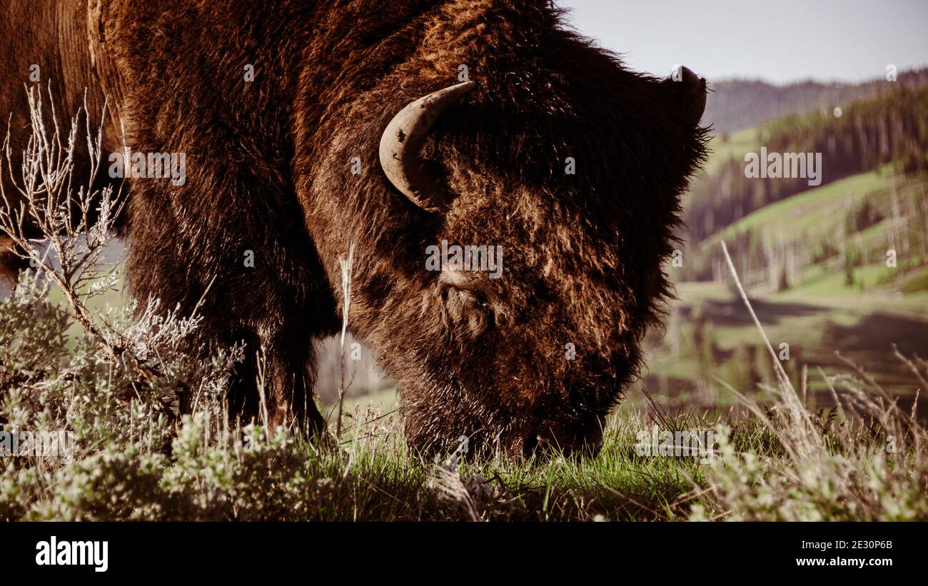Nahaufnahme von großen gehörnten nordamerikanischen Bisons, die grasen Die Prärien von Wyoming Stockfoto
