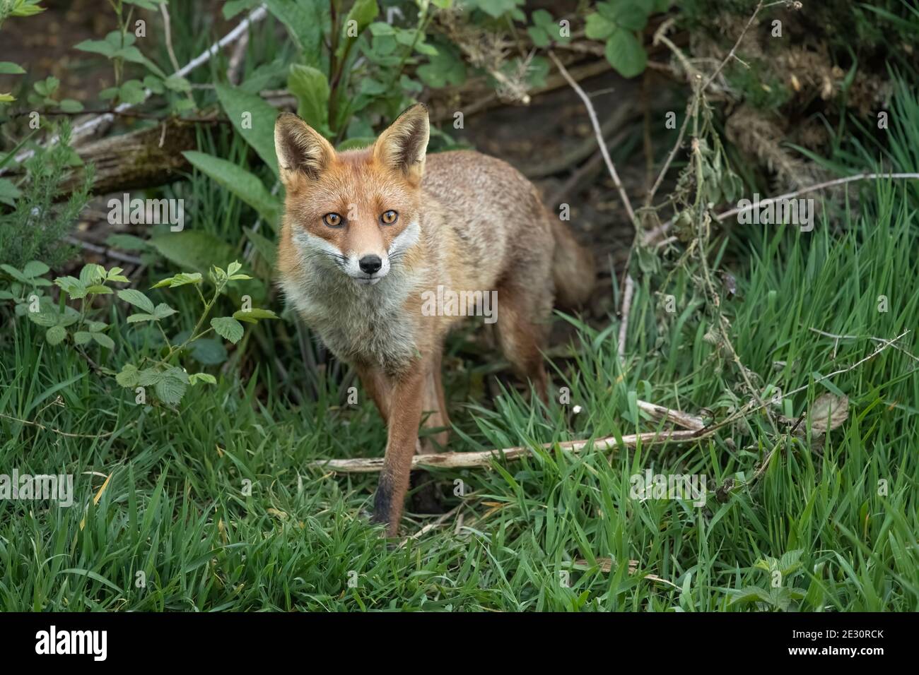 Fuchs auf der Suche nach Nahrung in einem Feld in Schottland, u.K. Stockfoto