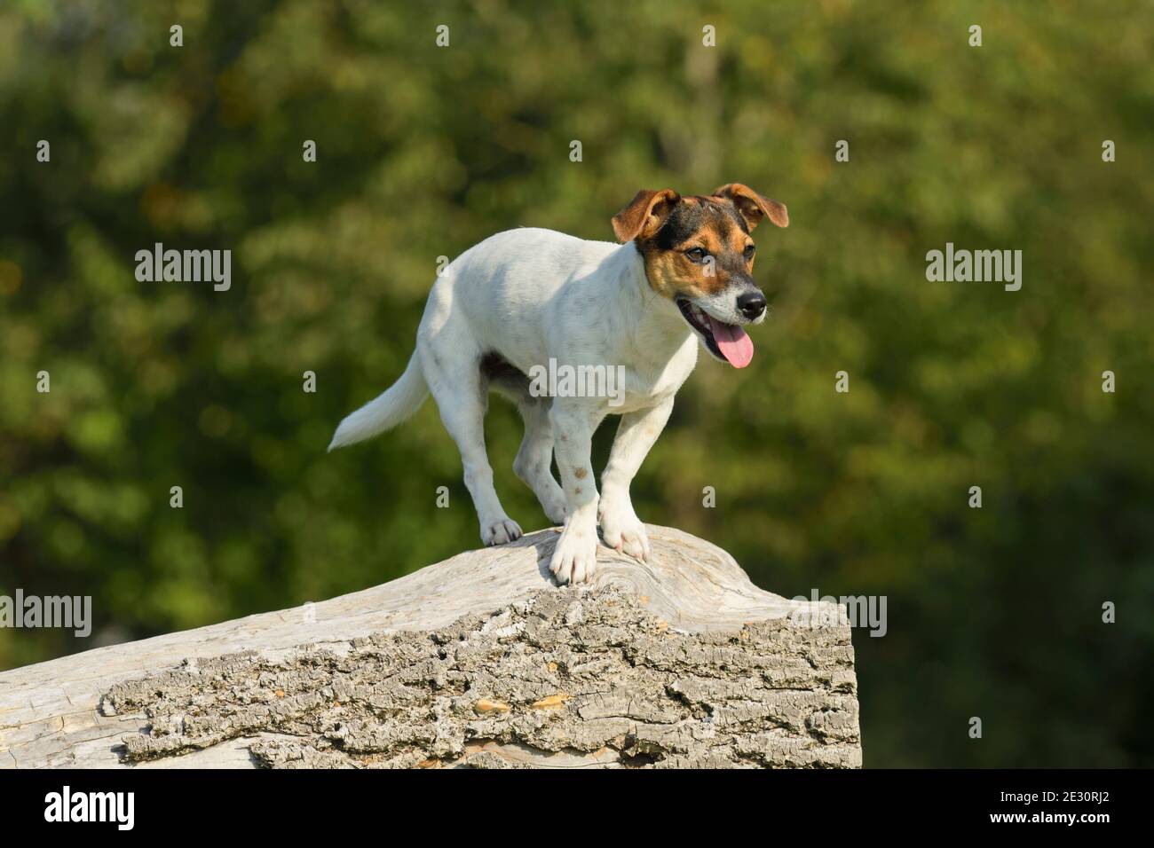 Jack Russell Terrier Hund sitzt auf einem Baumstamm Stockfoto