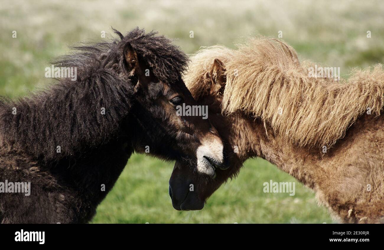 Zärtlichkeit - zwei junge isländische Pferde kuscheln, ihre Köpfe zusammen Stockfoto