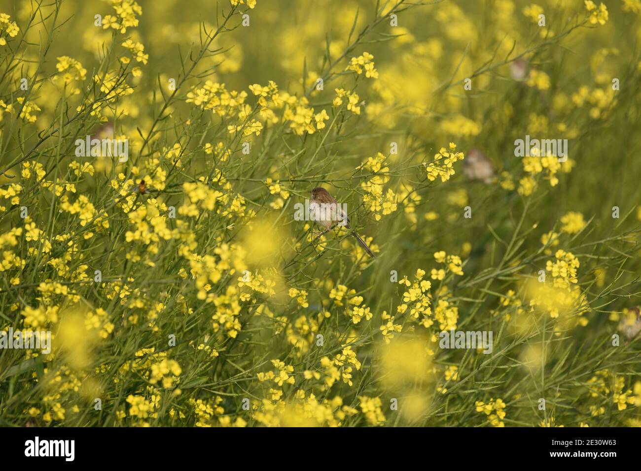 Der sibirische Steinechat oder asiatischer Steinechat ist eine kürzlich validierte Art aus der Familie der Fliegenfänger der Alten Welt. Stockfoto