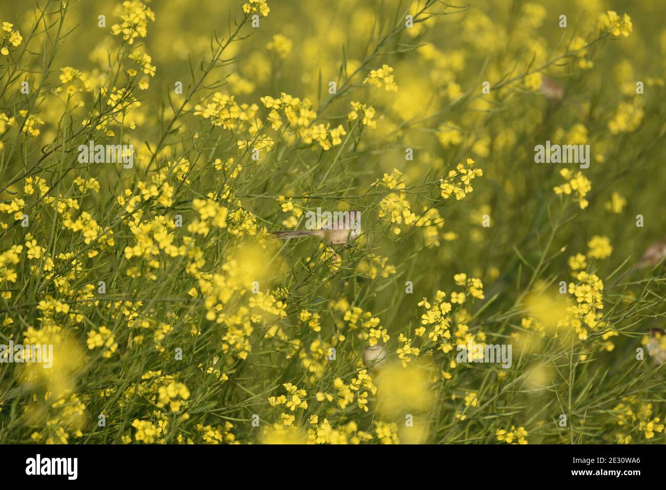 Der sibirische Steinechat oder asiatischer Steinechat ist eine kürzlich validierte Art aus der Familie der Fliegenfänger der Alten Welt. Stockfoto