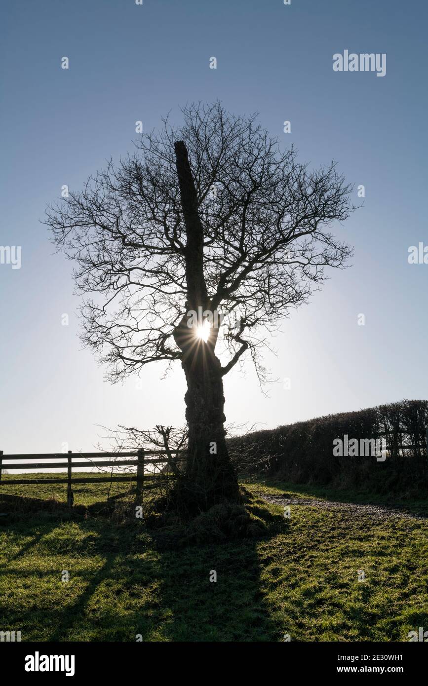 Die Sonne bricht durch eine Eiche im Ribble Valley, Lancashire, Großbritannien Stockfoto