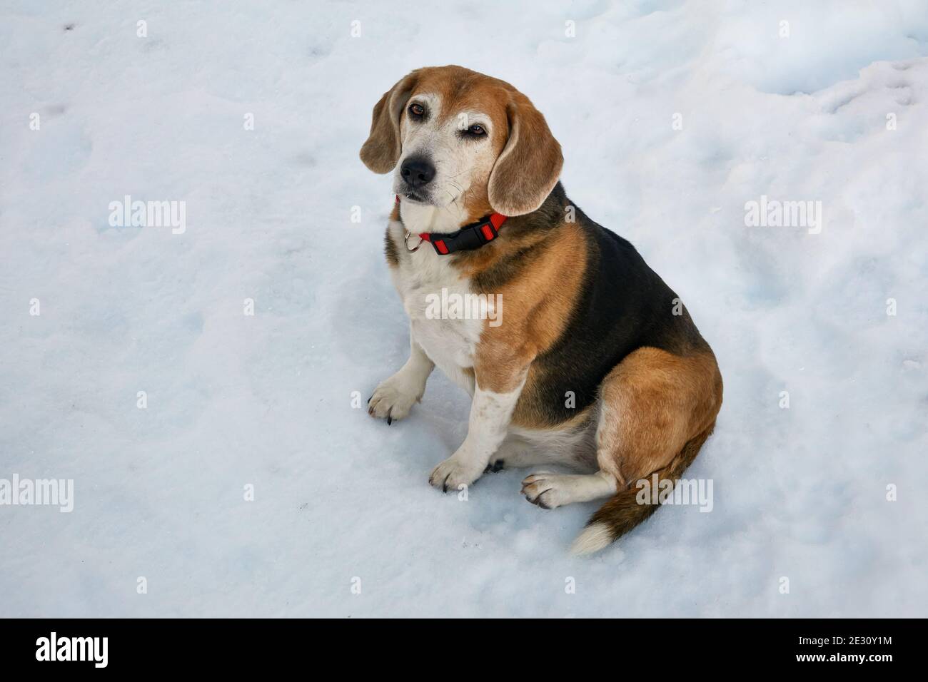 Alter Beagle Hund mit rotem Kragen im Schnee sitzend Stockfoto