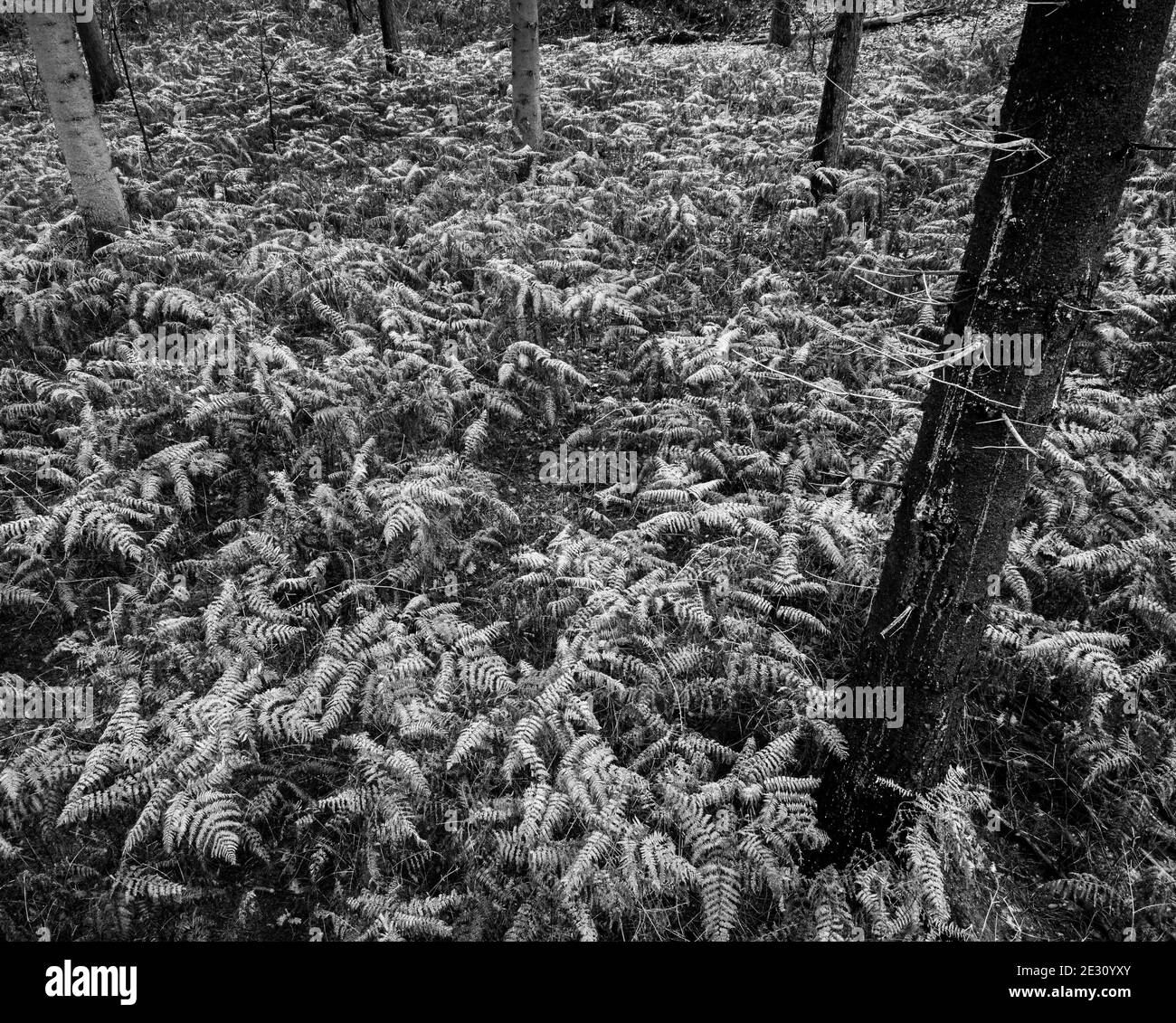 Waldboden mit Brackens im Herbst in schwarz und weiß. Stockfoto