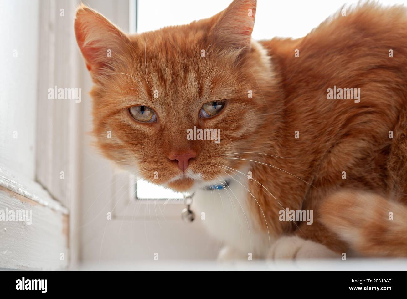 Rote Hauskatze, die neben dem Fenster sitzt und leider auf der Suche nach Die Kamera Stockfoto