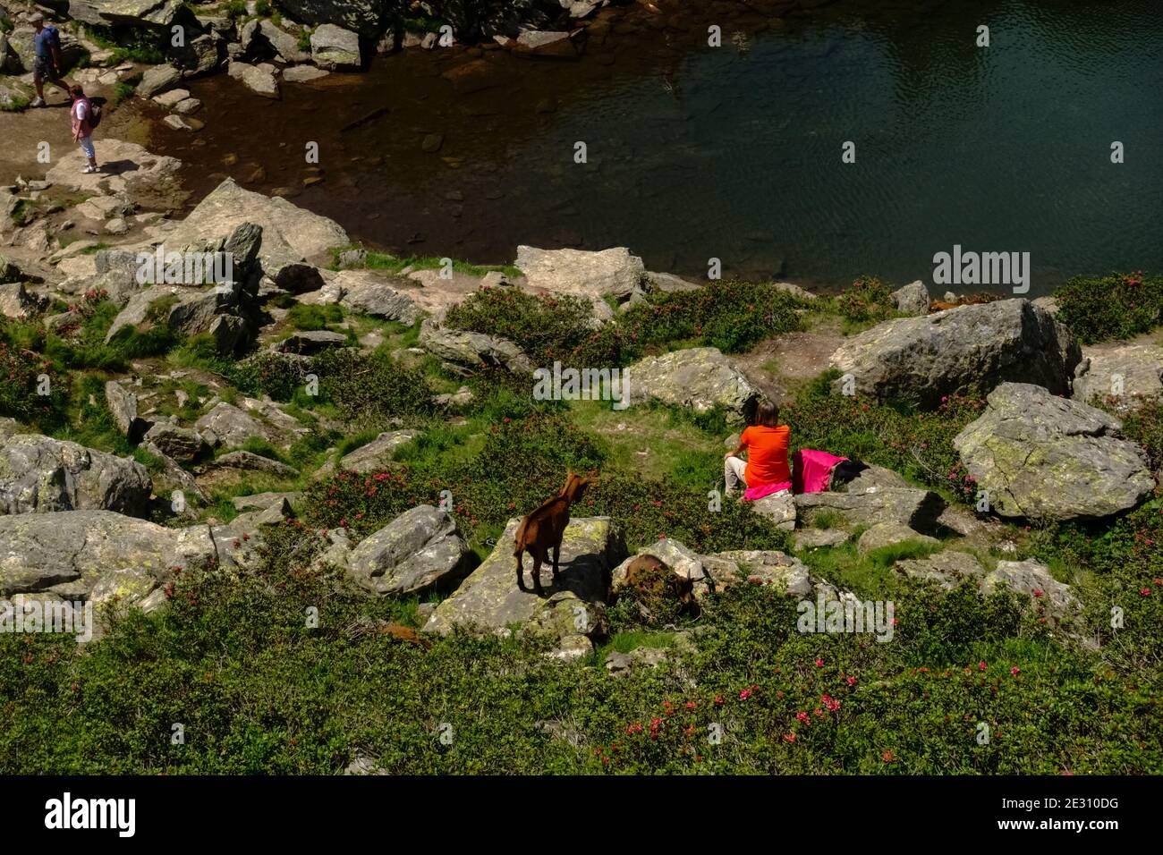 Bergziege schaut zu einer Frau, die auf dem See sitzt Im Sommer Stockfoto