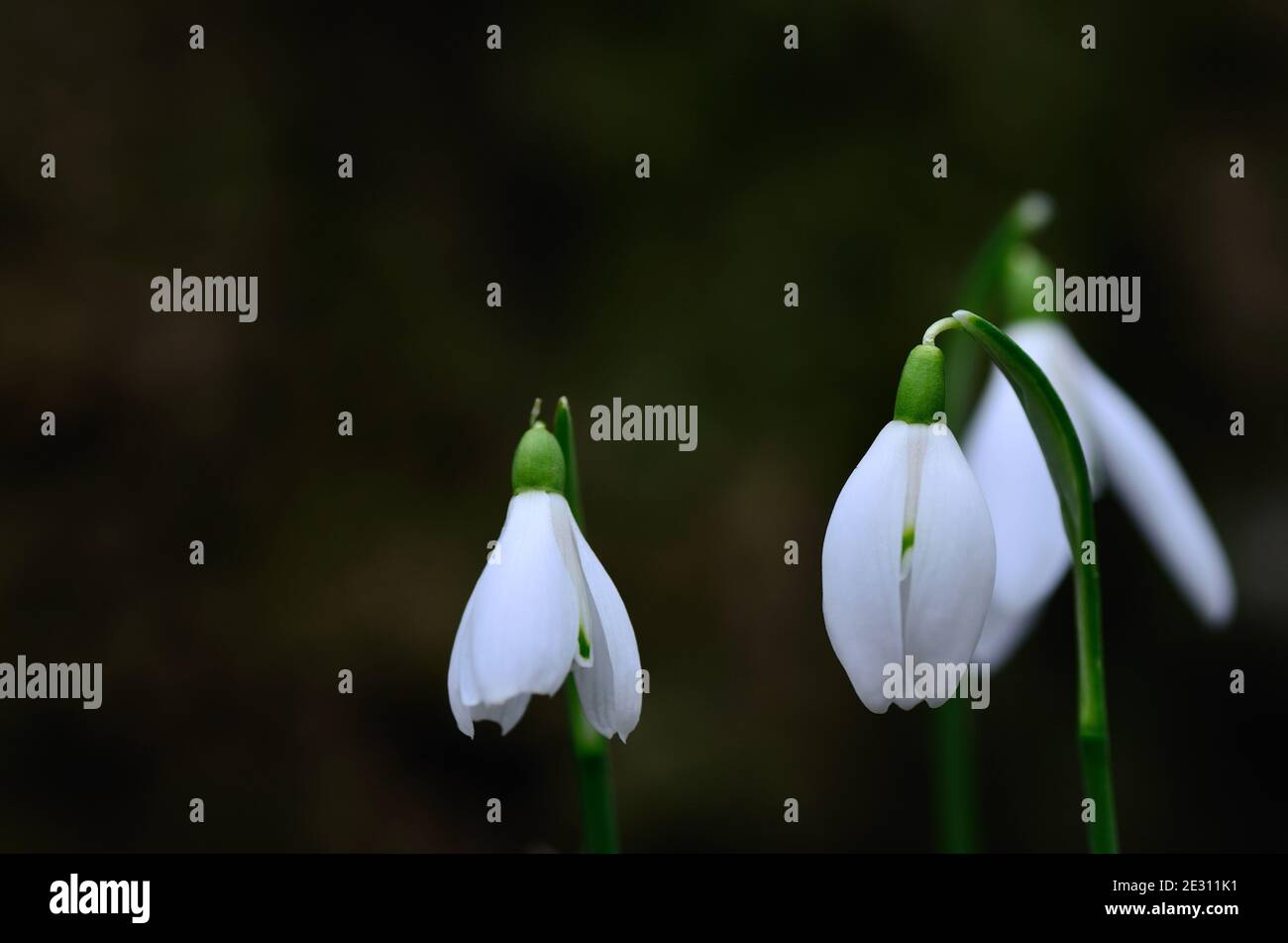 Drei frische Schneeglöckchen im Frühling Stockfoto