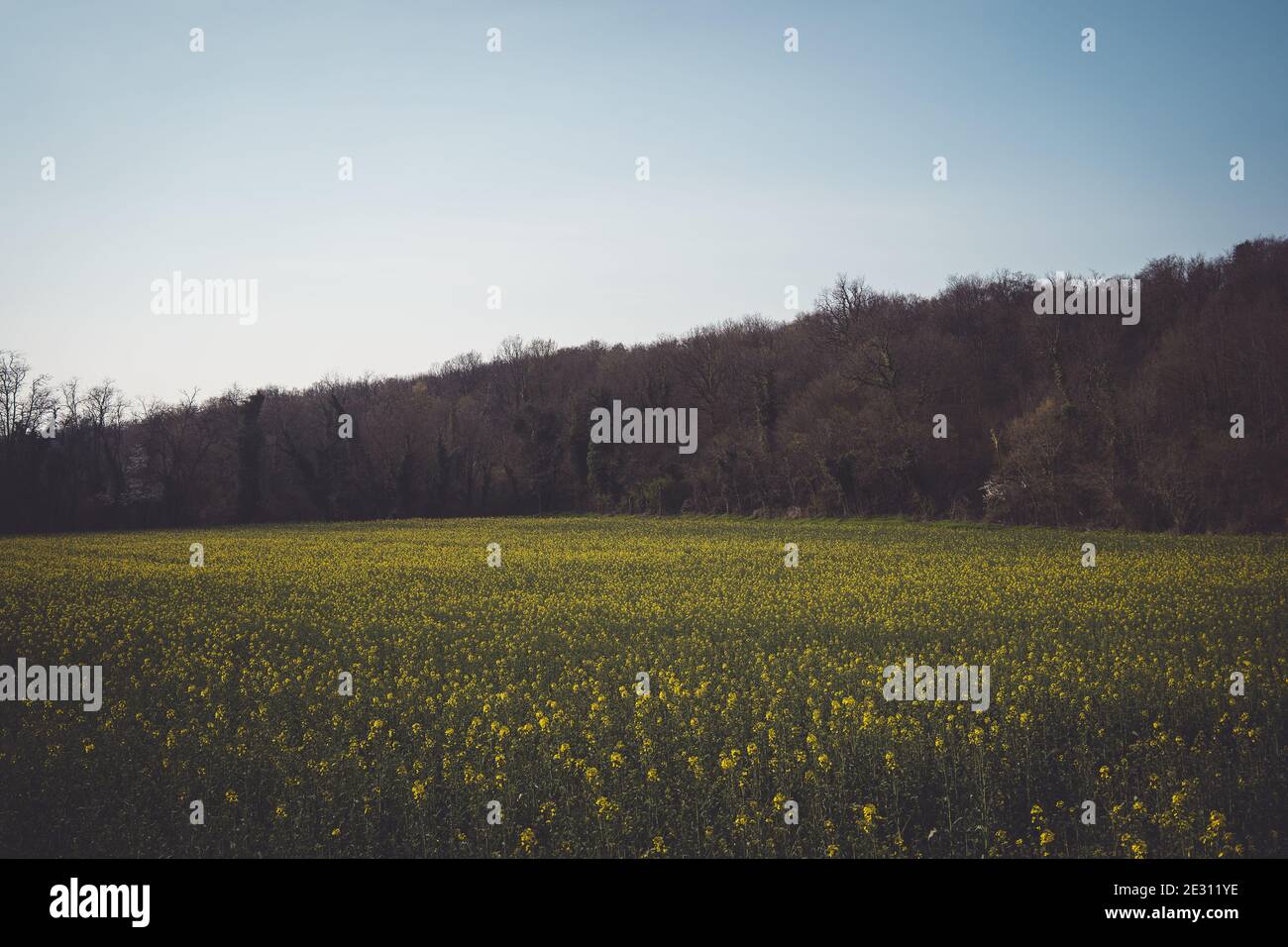 Ein Feld von Rapspflanzen, eingerahmt von einem blauen Himmel und einem Wald. Stockfoto