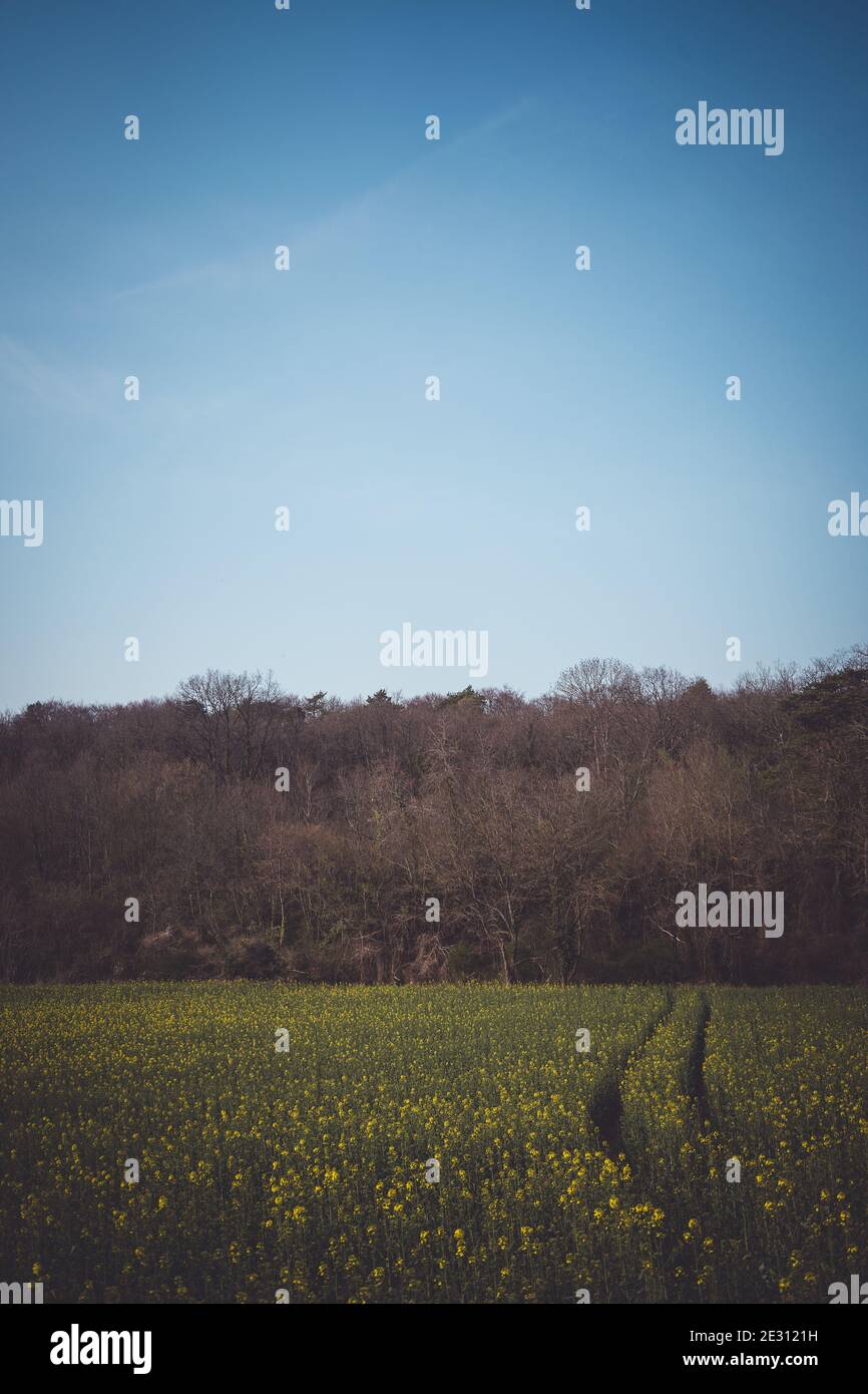 Ein Feld von Rapspflanzen, eingerahmt von einem blauen Himmel und einem Wald. Stockfoto