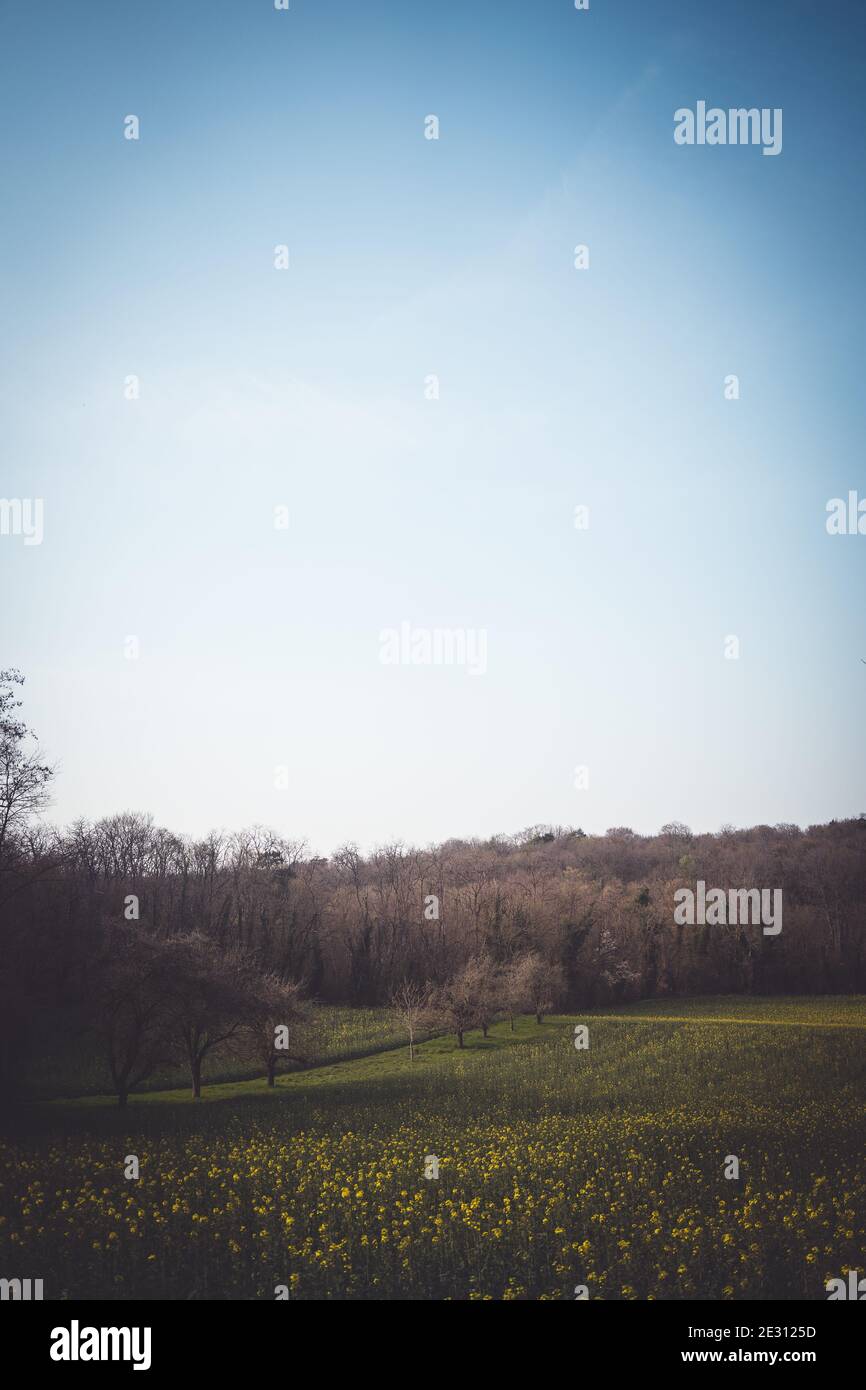 Ein Feld von Rapspflanzen, eingerahmt von einem blauen Himmel und einem Wald. Stockfoto