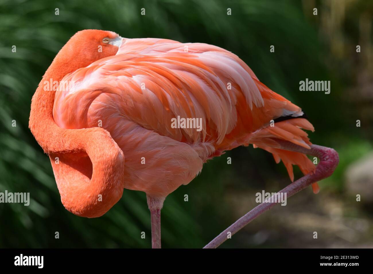 Flamingo schläft mit Kopf versteckt unter Flügel aus nächster Nähe Stockfoto