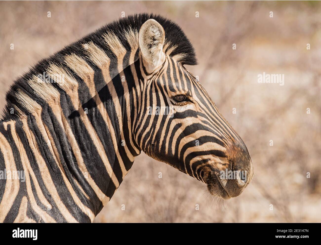 Nahaufnahme des Kopfes eines Zebras aus der Ebene, Equus burchellii, Namibia Stockfoto