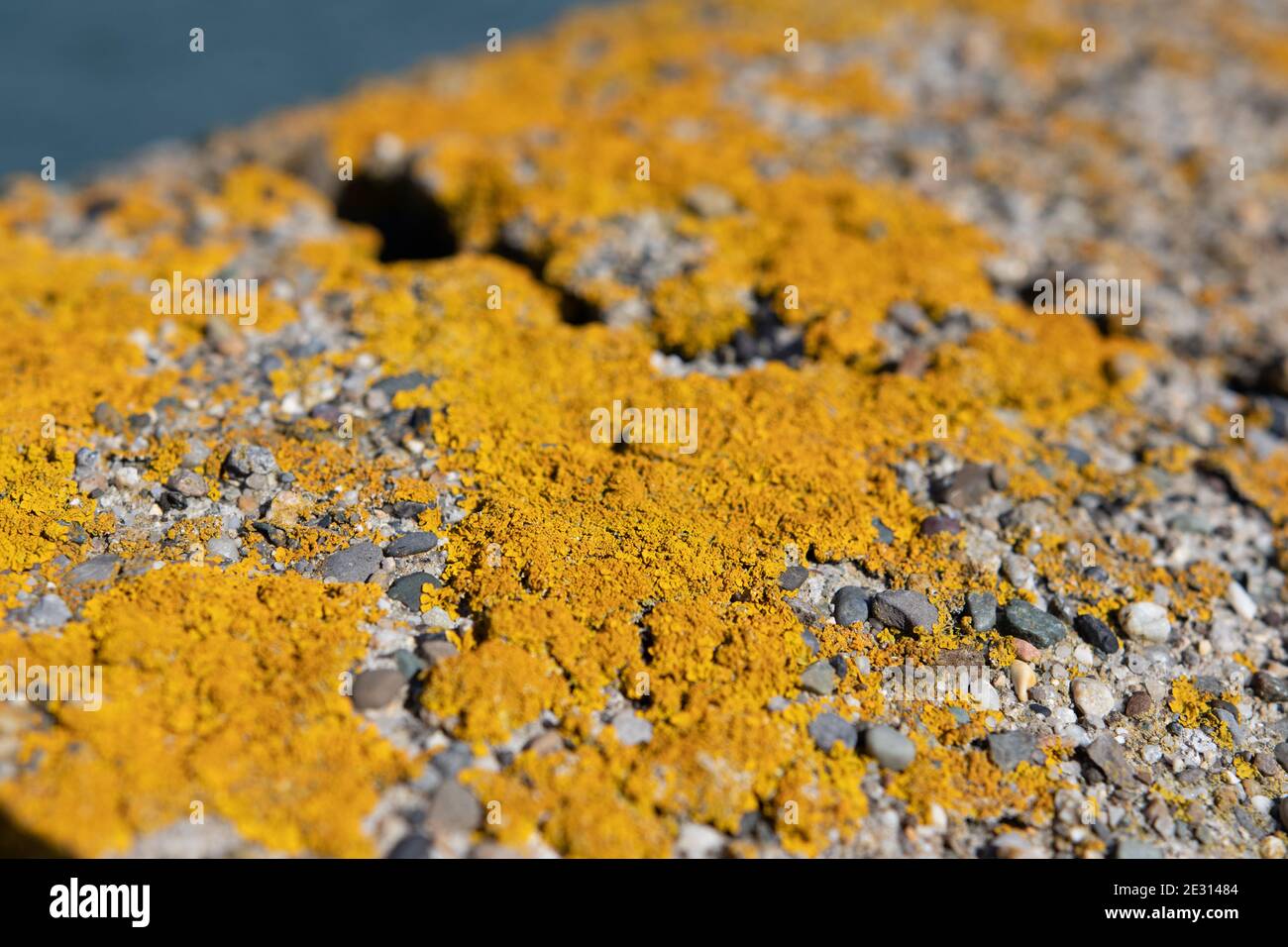Helles Gelbmoos, Flechten vom Typ Chrysothrix Chlorina auf einer Steinwand. Dies ist ein pulverförmiger Typ, so genannte Leprose Flechten Stockfoto