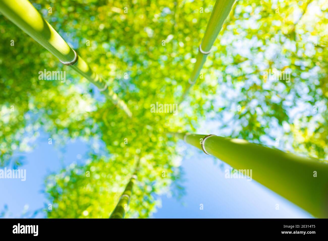 (Selektiver Fokus) atemberaubende Aussicht auf einen unscharfen Bambuswald an einem sonnigen Tag. Arashiyama Bamboo Grove, Kyoto, Japan. Natürlicher, grüner Hintergrund. Stockfoto