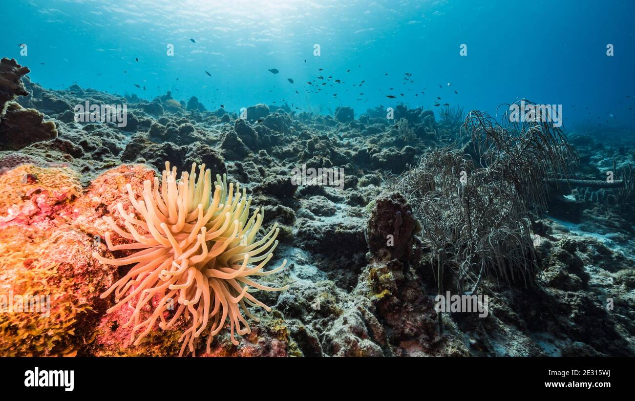 Seascape in türkisfarbenem Wasser von Korallenriff in der Karibik, Curacao mit Meer Anemone, Fisch, Korallen und Schwamm Stockfoto