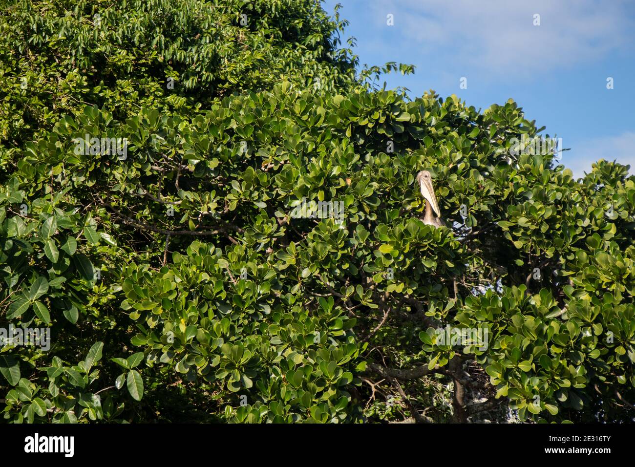 Pelicano descansando en el Parque Nacional Los Haitises, República Dominicana - Pelicano Ausruhen im Nationalpark Haitises, Dominikanische Republik Stockfoto
