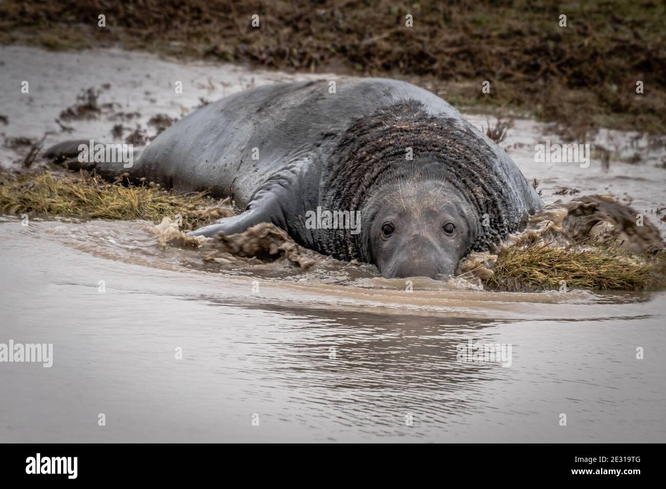 Eine Nahaufnahme eines großen graugrauen Robbenbullen, der im Wasser spritzt. Vorsichtig starrt er nach vorne und blickt direkt auf die Kamera Stockfoto