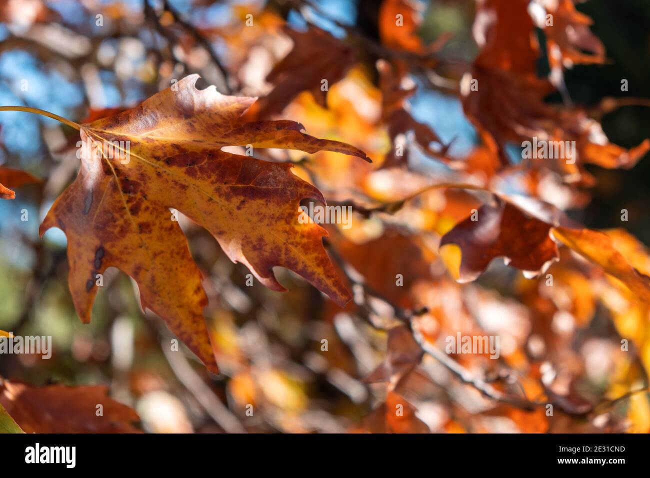 Platane trocken braun gelb Blatt Hintergrund ein Herbsttag. Sonnenlicht auf platanus Blatt, verwischen Laub und blauen Himmel, Laubpflanze, Platanaceae Familie. Stockfoto
