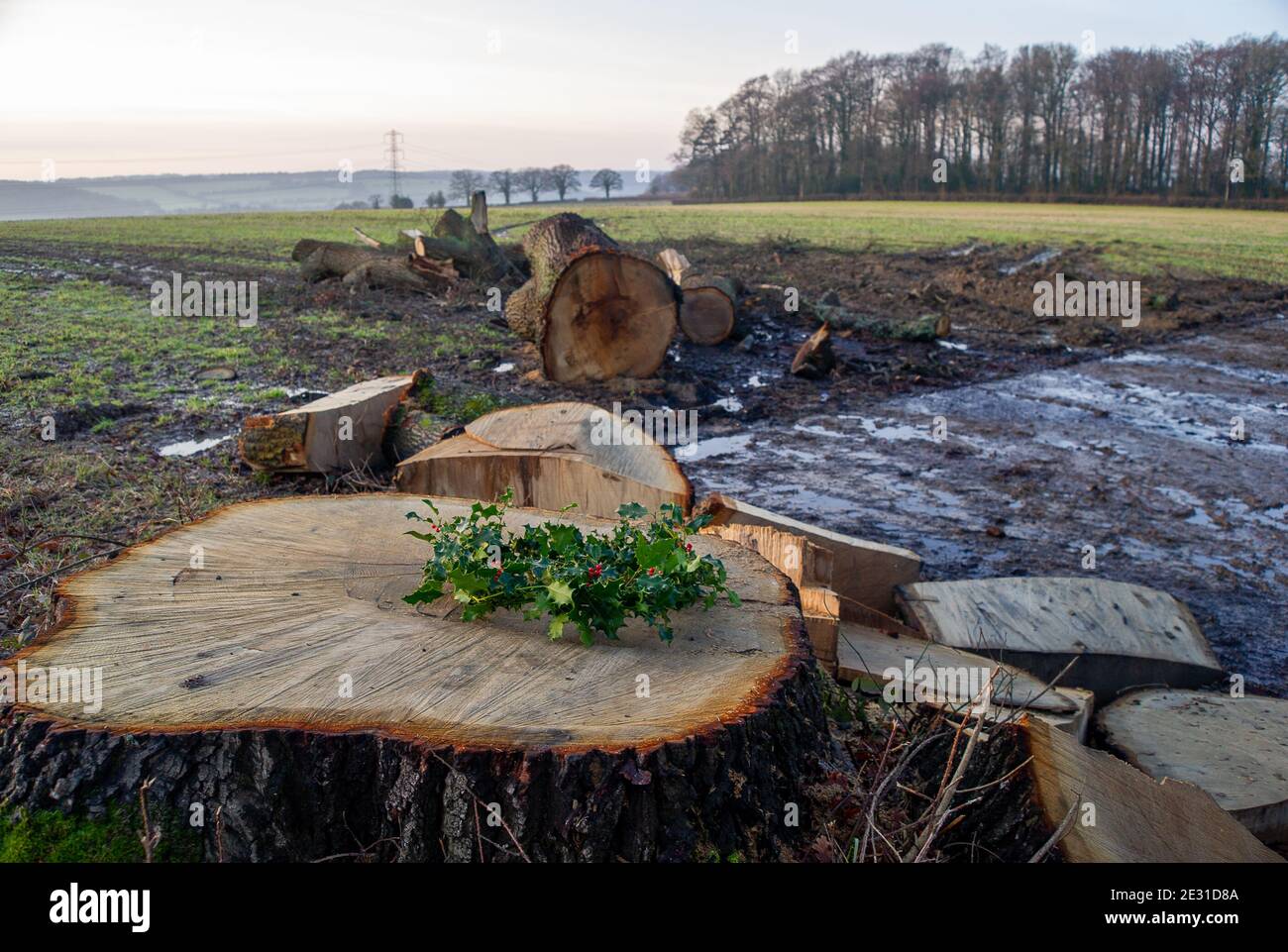 Aylesbury Vale, Buckinghamshire, Großbritannien. Januar 2021. HS2 haben nun den Grim-Grabenkomplex verlassen, nachdem er dort den alten Wald zerstört hat. Eine alte Eiche, die von den Einheimischen geliebt wurde, wurde von HS2 abgeschlagen, um das Parken von Auftragnehmern zu ermöglichen und wurde jetzt verrotten gelassen, was viel Leid in der lokalen Gemeinschaft verursacht. Quelle: Maureen McLean/Alamy Stockfoto