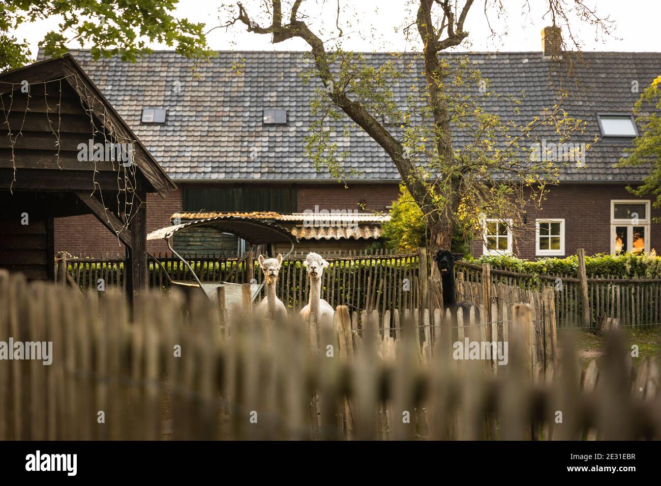 Drei Alpaka essen und schauen in einem von Holzzäunen umgebenen Agarden in einer ländlichen Gegend in den Niederlanden auf. Holländische Landschaft an einem sonnigen Tag Stockfoto