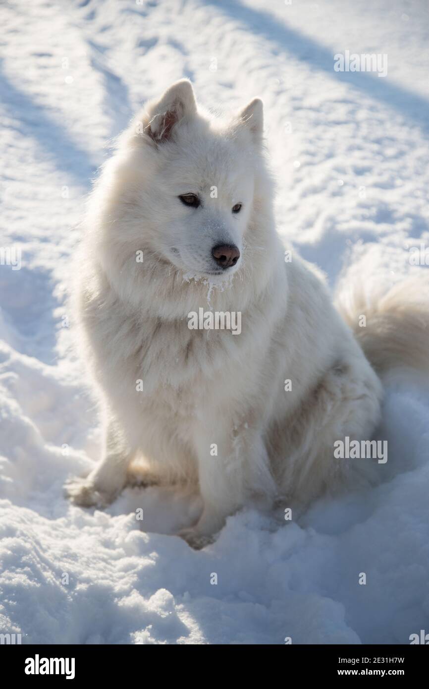 Ein weißer Samoyed Hund sitzt auf weißem Schnee. Stockfoto