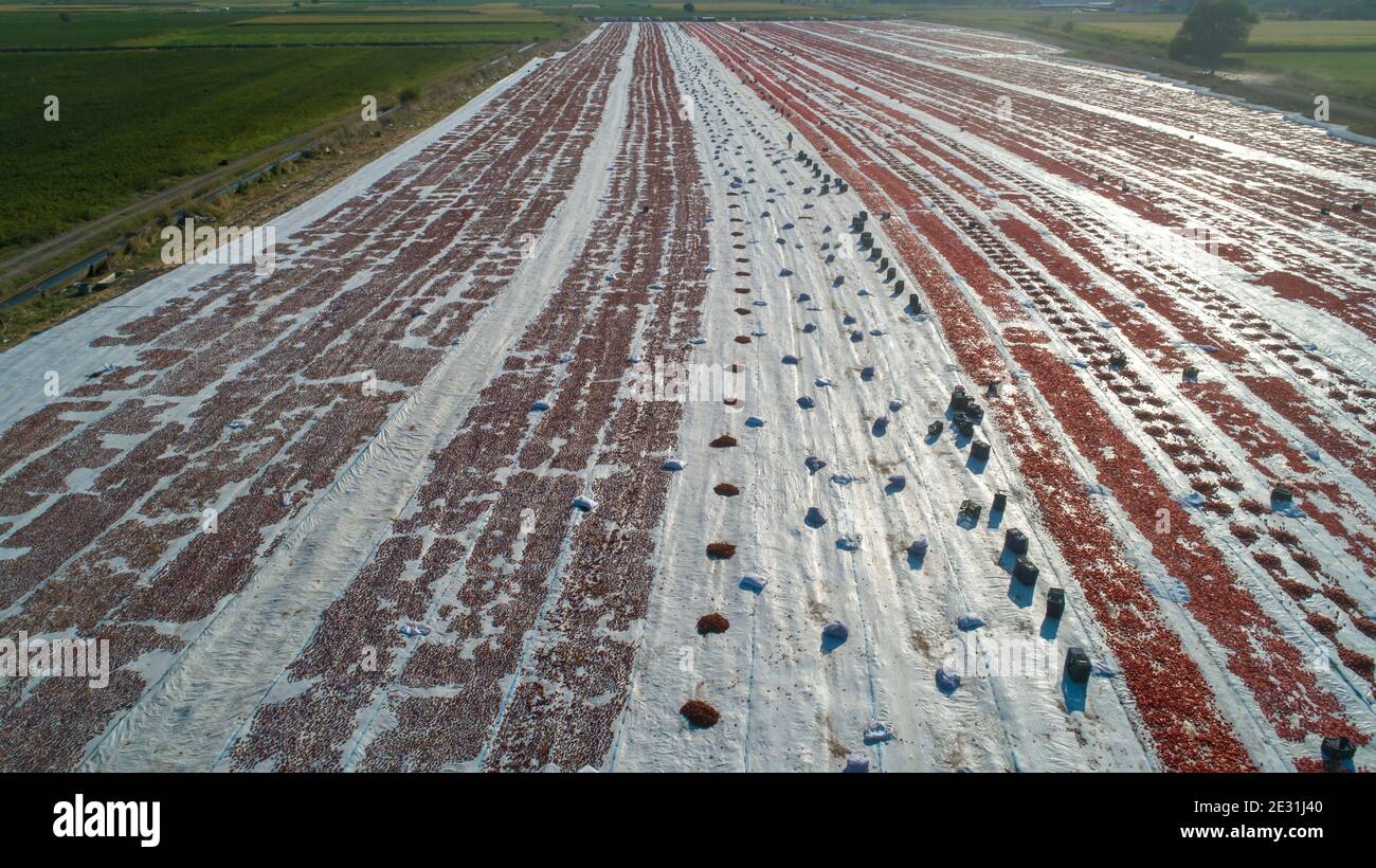 Bauern trocknen Tomaten, Produktion von getrockneten Tomaten Stockfoto