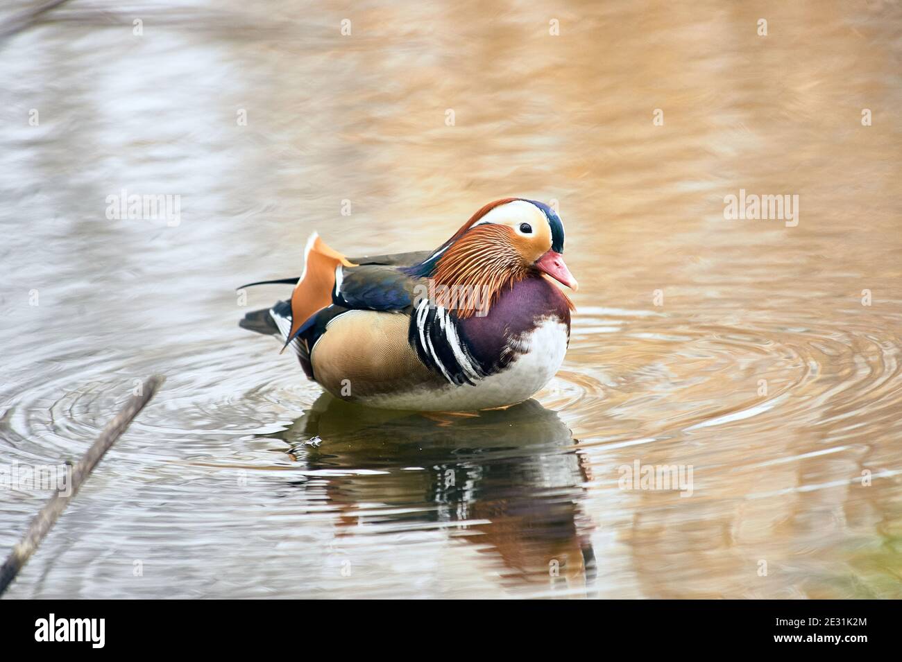 Mandarinente beim Schwimmen in einem Teich Stockfoto