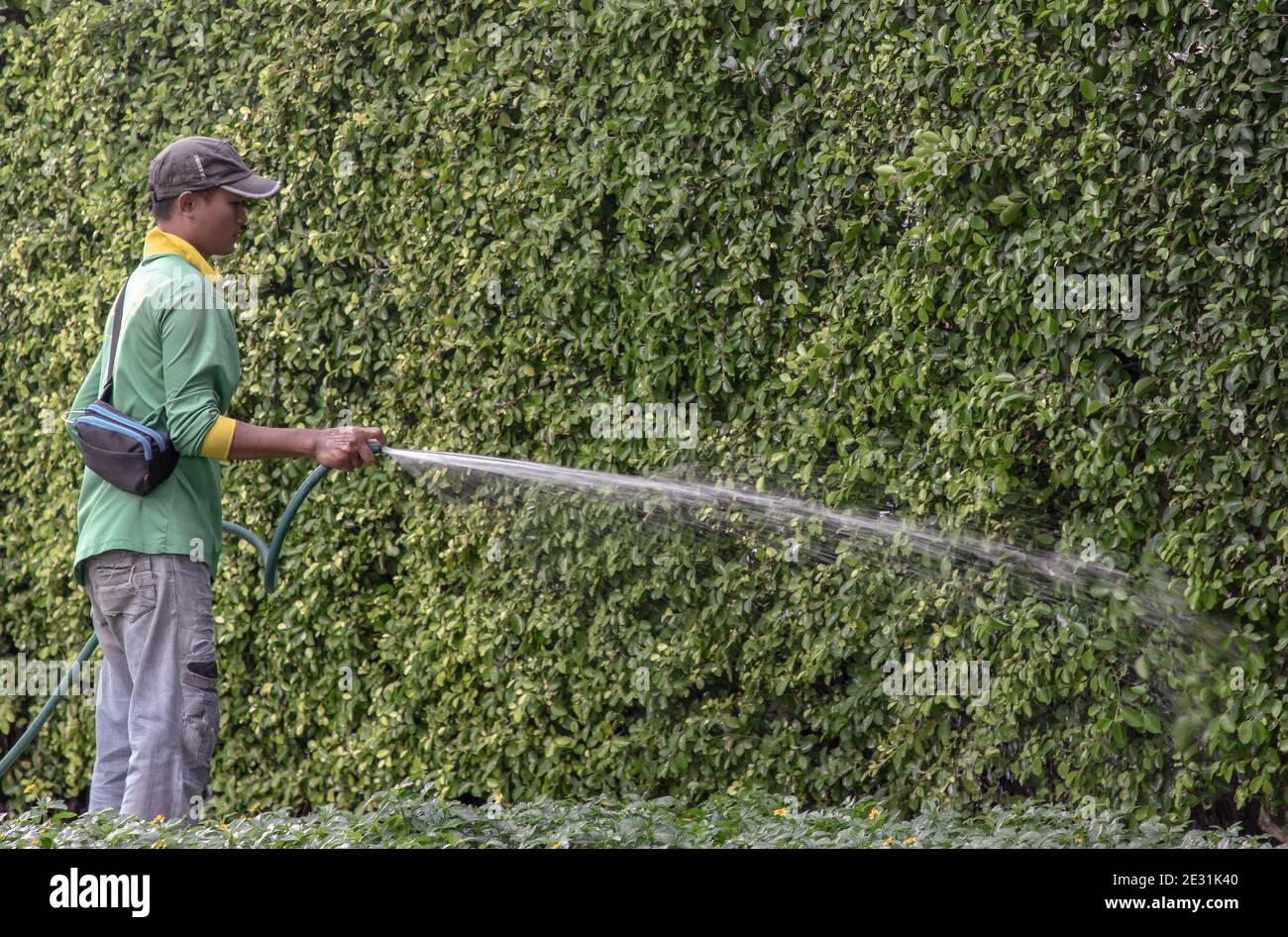 Bangkok, Thailand - Jan 14, 2021 : der Gärtner benutzte einen Gummischlauch, um die Bäume zu bewässern. Injektion von Wasser aus Gummischlauch, Copy Space, Focus und Stockfoto