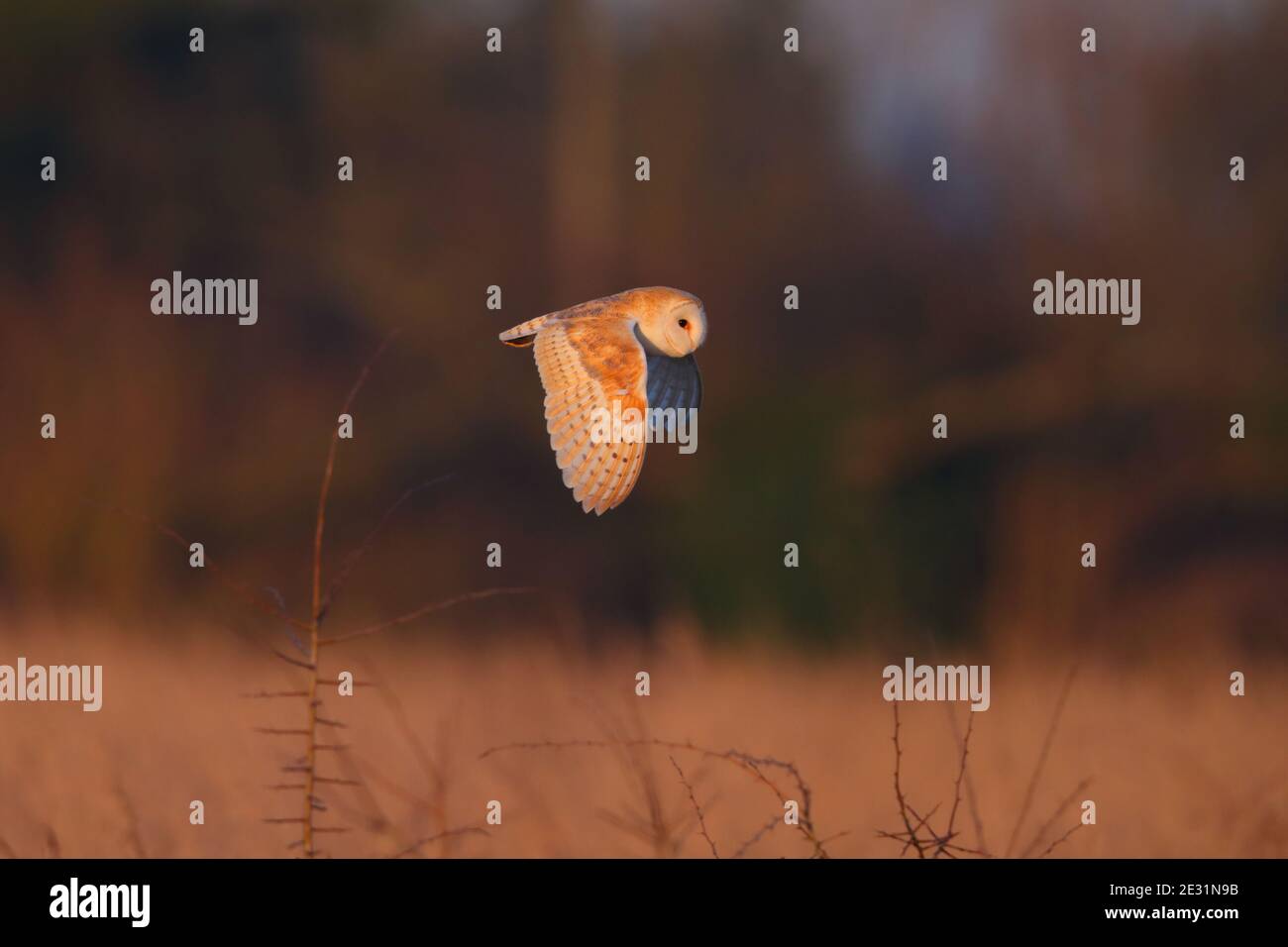 Eine Scheune Owl (Tyto alba) im Flug in Suffolk, Großbritannien Stockfoto