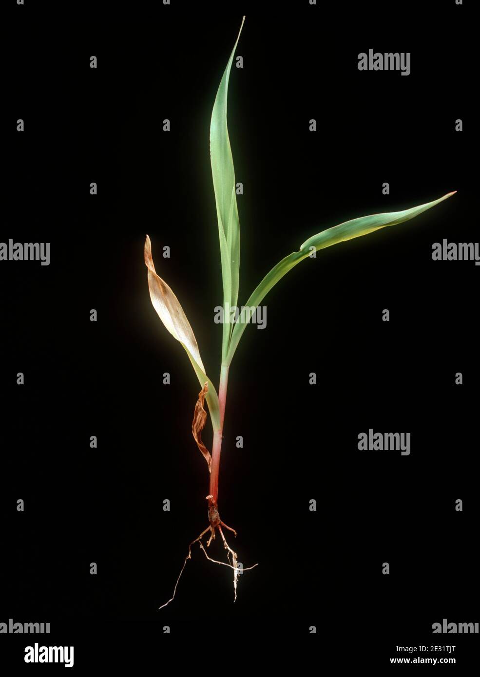 Schäden an jungen Mais- oder Maispflanzen durch Stewarts Wilt (Pantoea stewartii) eine schwere bakterielle Erkrankung Stockfoto