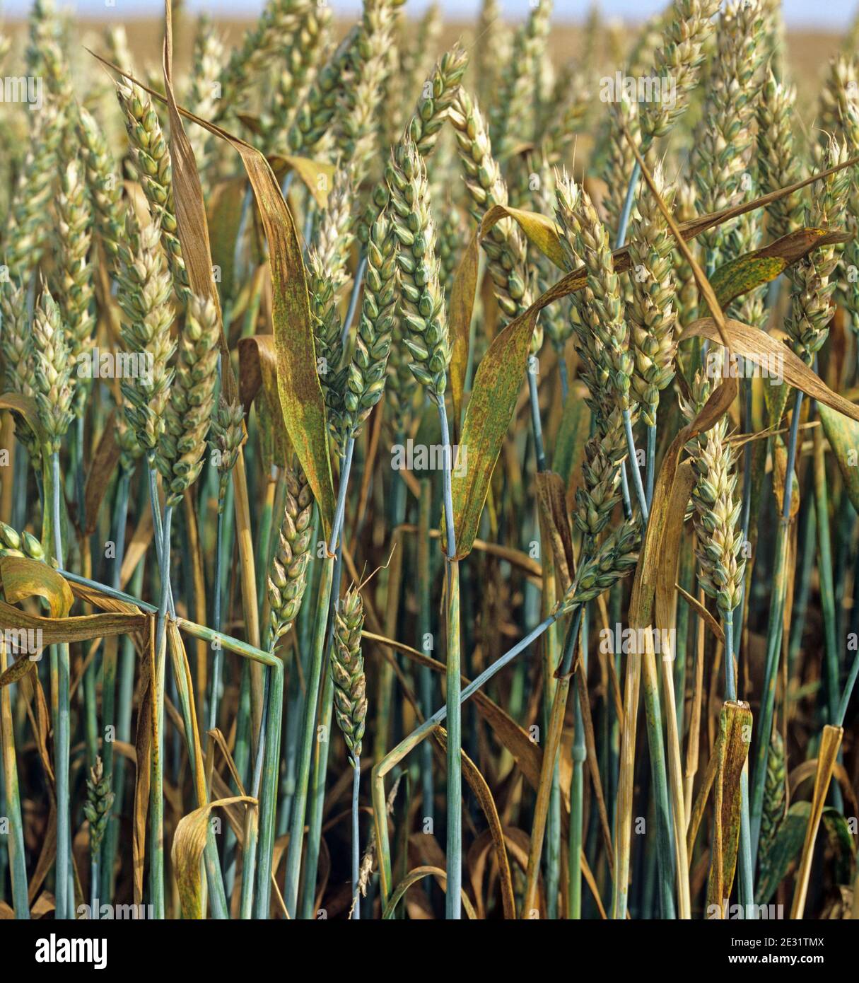 Weizenblattrost oder brauner Rost (Puccinia triticina) Infektion auf den Flaggenblättern und Ernte eines Winterweizens Im Ohr Stockfoto