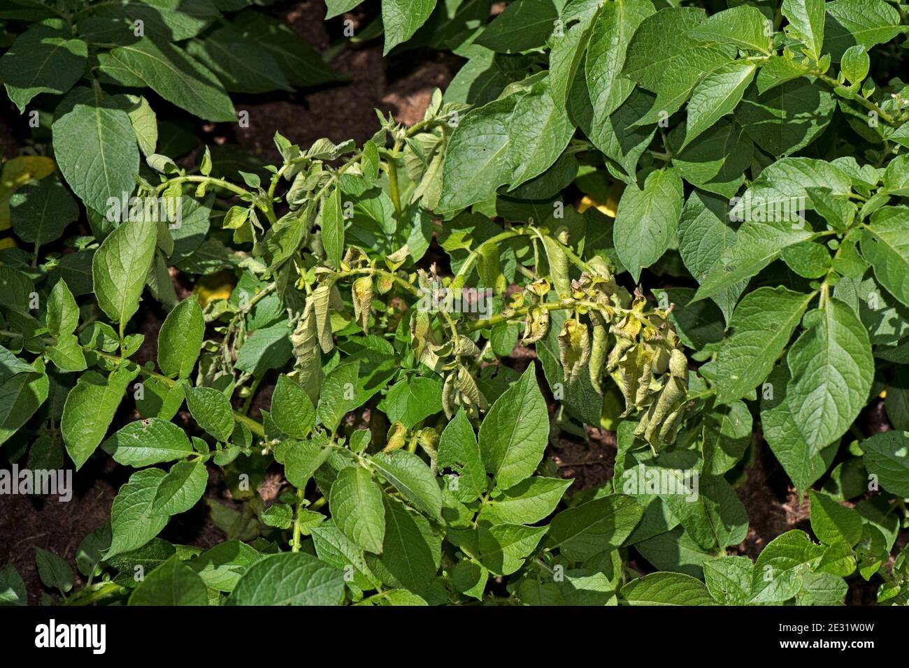 Kartoffelblackleg-Krankheit (Pectobacterium atropepticum), die und einzelne Pflanze in einer Ernte von Charlotte Kartoffeln, Berkshire, Juni. Stockfoto