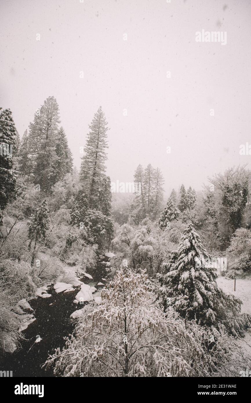 Schneeflocken fallen über Deer Creek in Nevada City, Kalifornien. Stockfoto