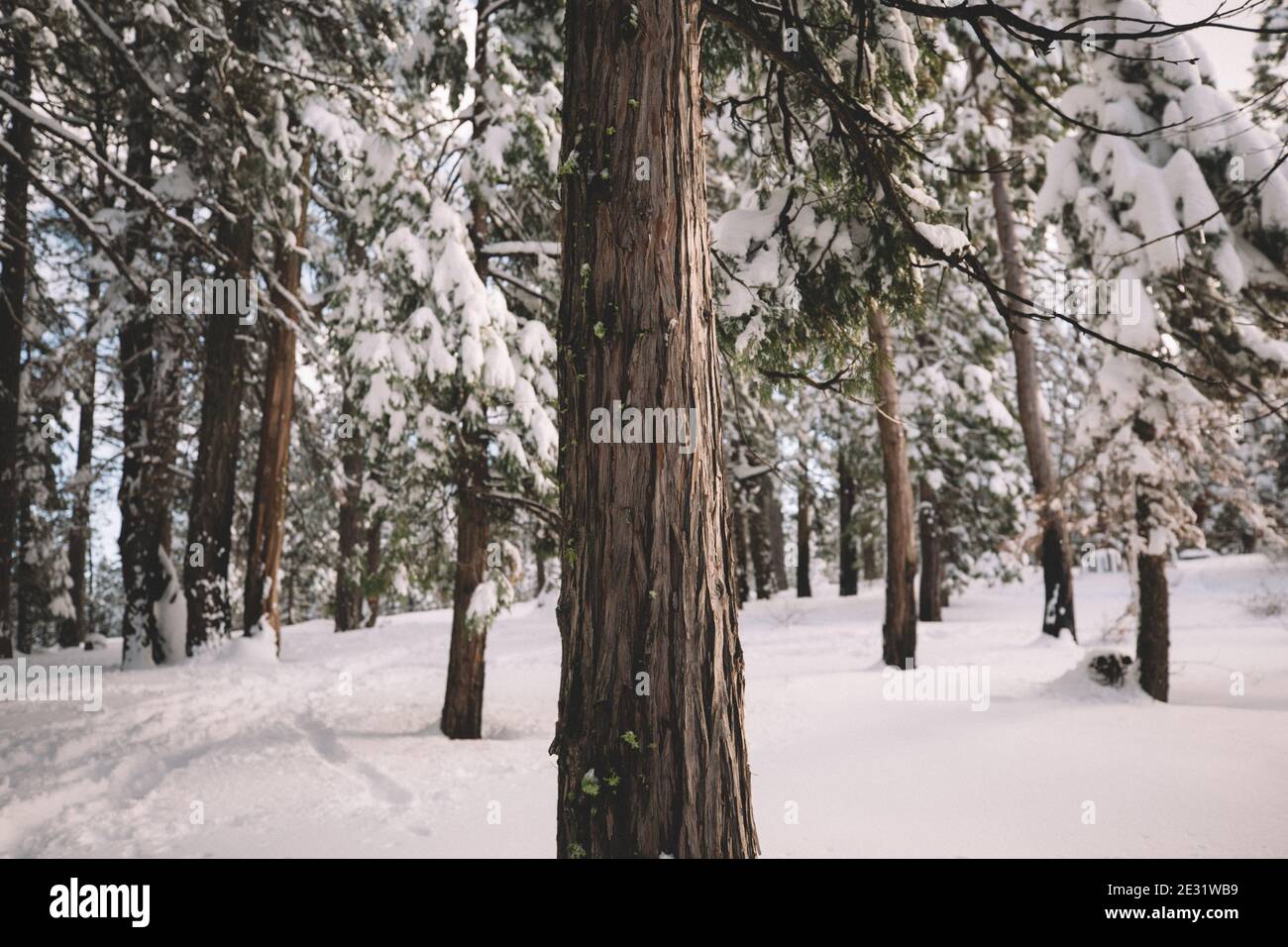 Weiches Licht fällt auf einen Baum in einer verschneiten Waldszene. Stockfoto