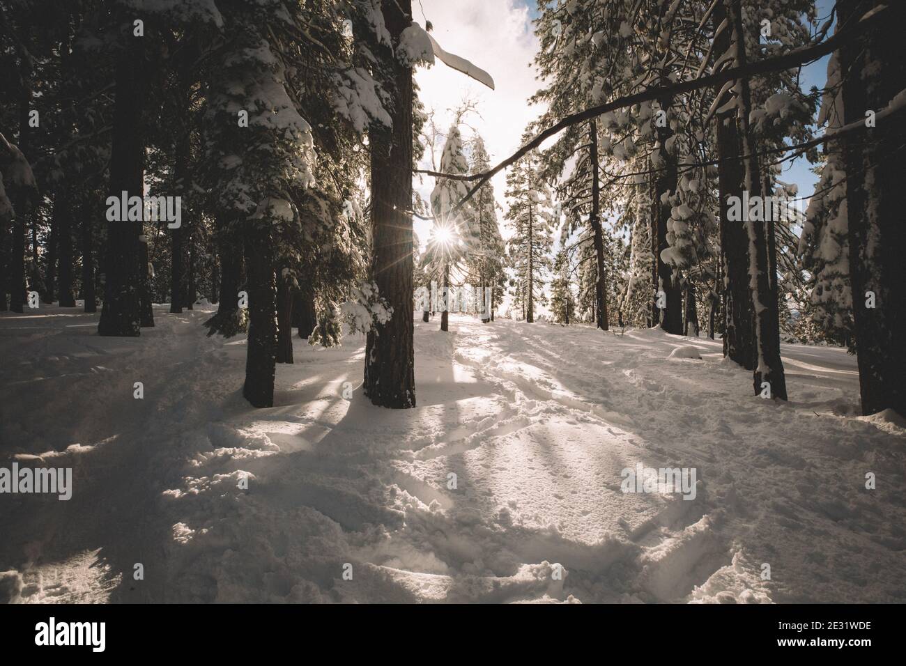 Sunburst Durch Schneebedeckte Bäume. Stockfoto