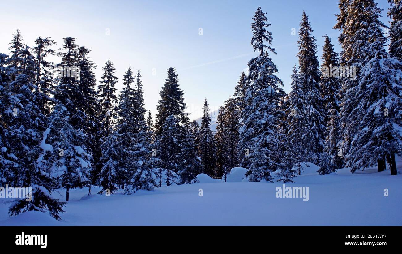 Schneebedeckte Fichten in einem wilden Bergwald auf ruhigen frostigen Morgen Stockfoto