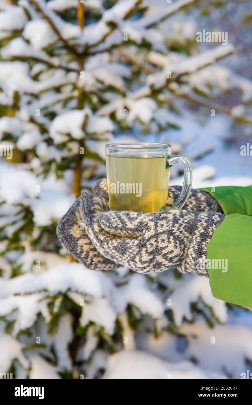 Fichtenbaum Nadel Tee-Infusion in transparentem Glas Tee Tasse, Person mit Vintage-Stil Fäustlinge halten. Verschneite Fichte im Hintergrund, im Freien. Stockfoto