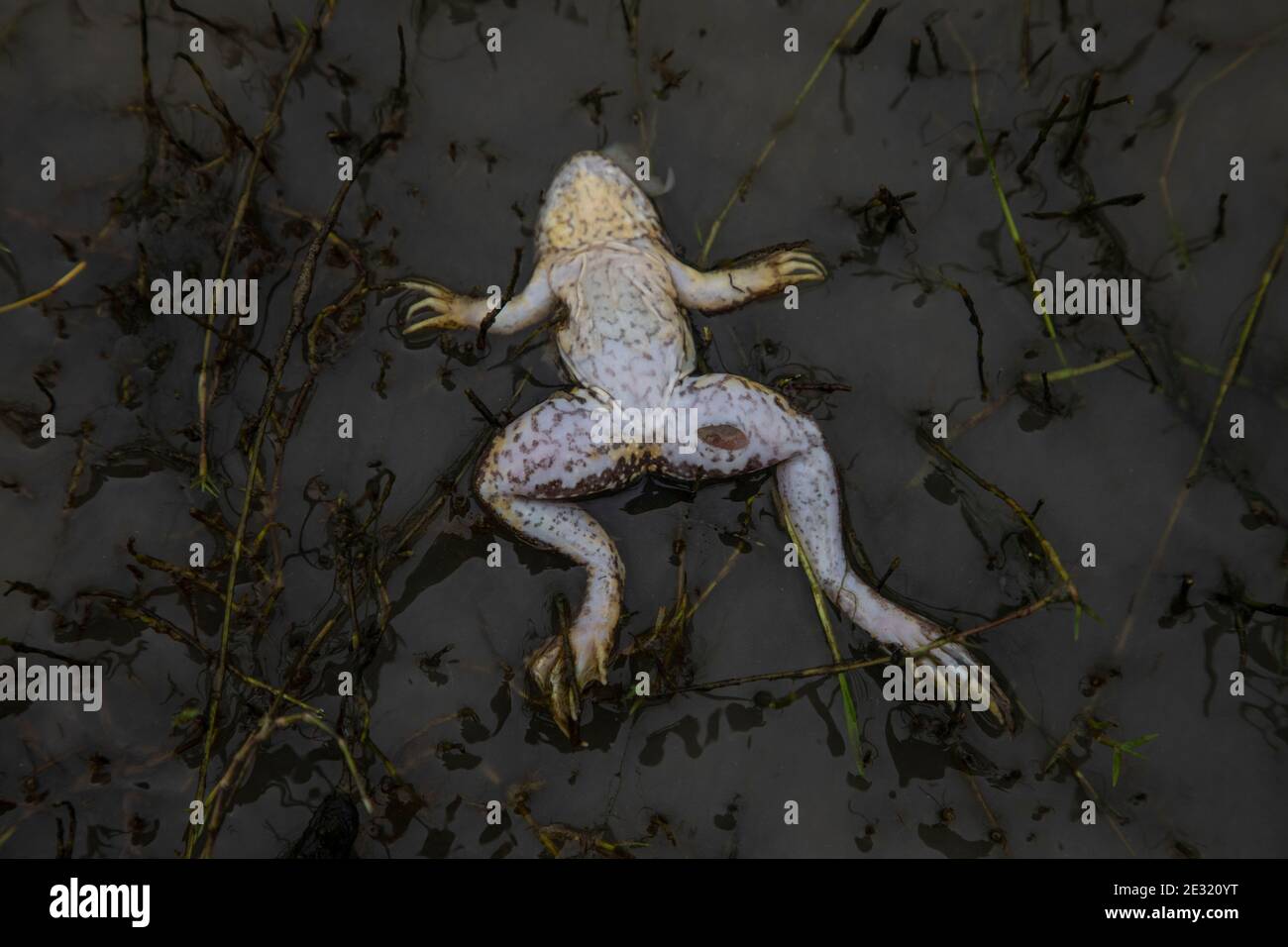 Ein toter Frosch in einem Reisfeld am Ufer des Meghna-Flusses in Ashuganj, Brahmanbaria, Bangladesch. Stockfoto