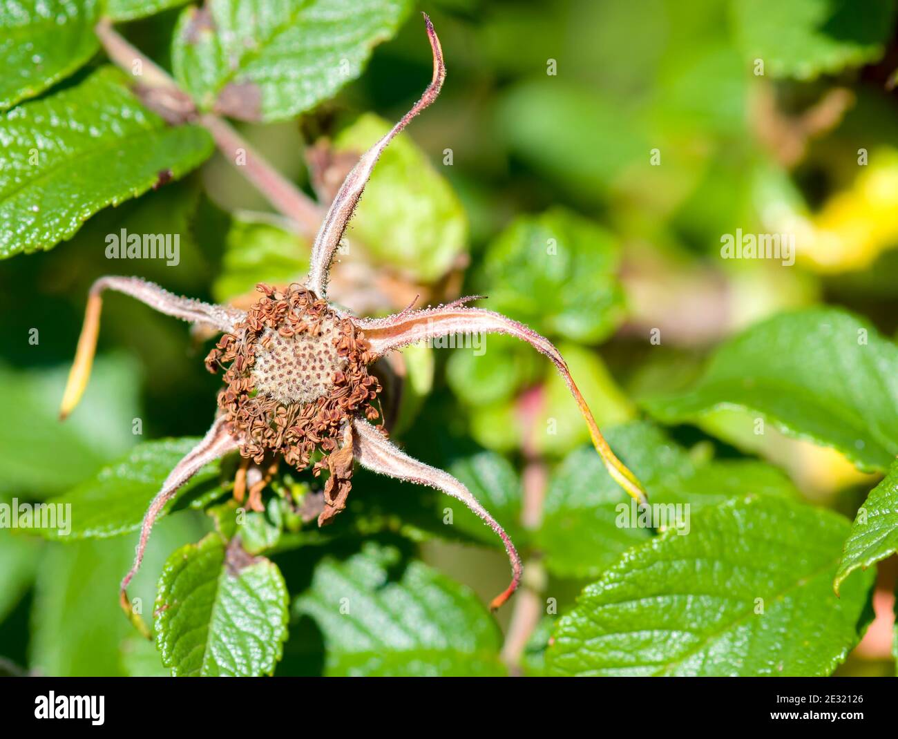 Eine tote wilde Rose. Alle Blütenblätter fehlen, und es sieht aus wie ein Seesterne. Grüne Blätter. Platz für Text. Stockfoto
