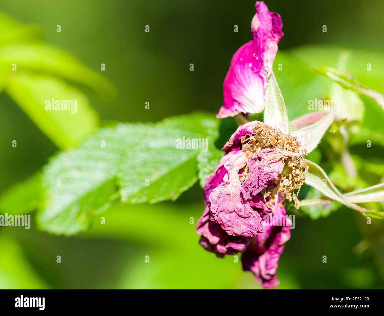 Eine tote wilde Rose. Es ist verdorrt und geschrumpft. Grüne Blätter hinter sich. Platz für Text. Stockfoto