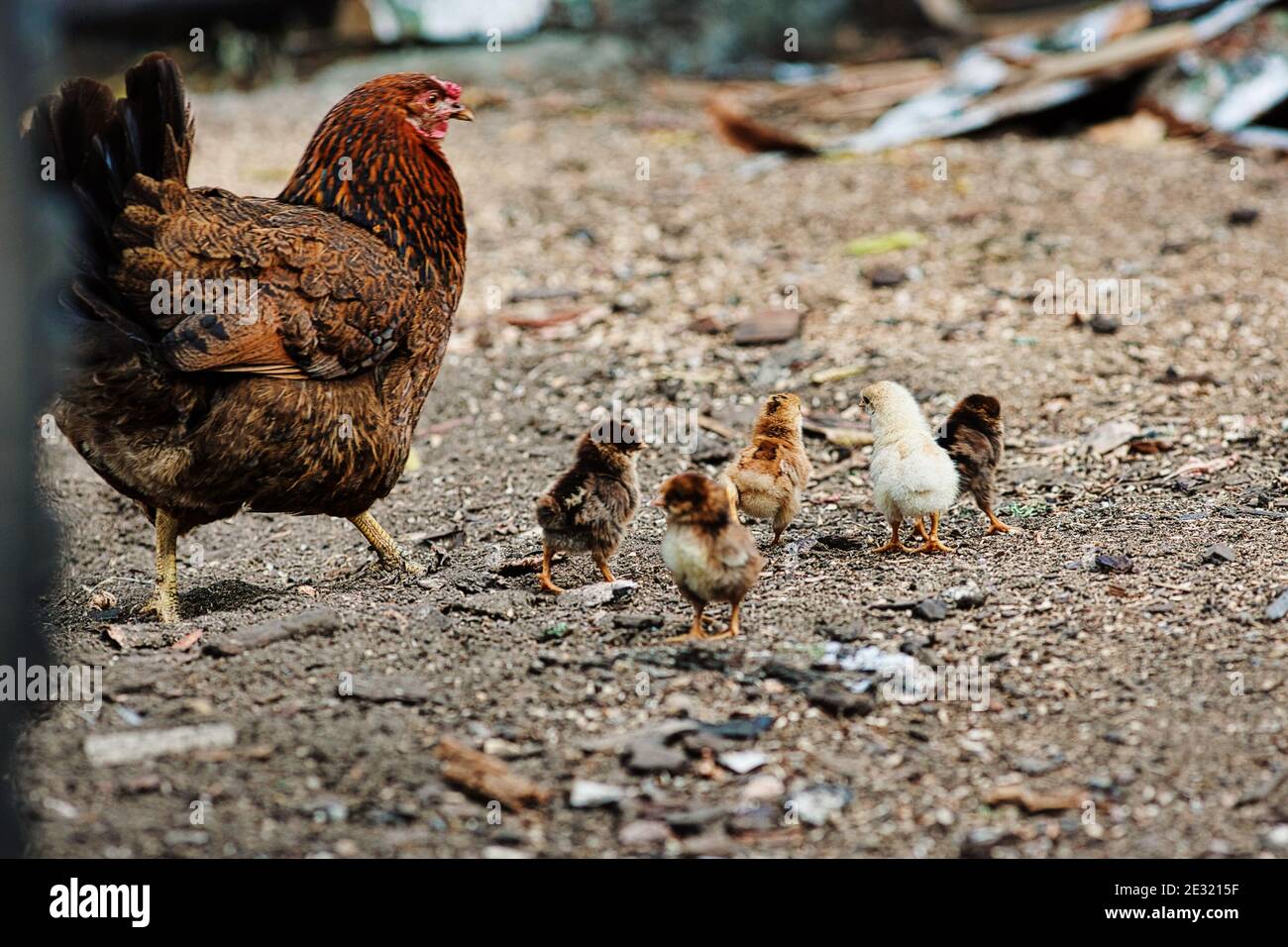 Ein Huhn mit kleinen Hühnern läuft auf dem Hof. Aufnahmen aus einem niedrigeren Winkel. Stockfoto