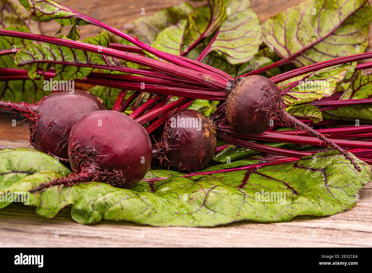 Rote Bete Knollen mit grünen Blättern auf Holztisch. Zubereitung von frischem Salat. Frisches Gemüse für vegetarische Küche. Rüben auf dem Straßenmarkt. Stockfoto