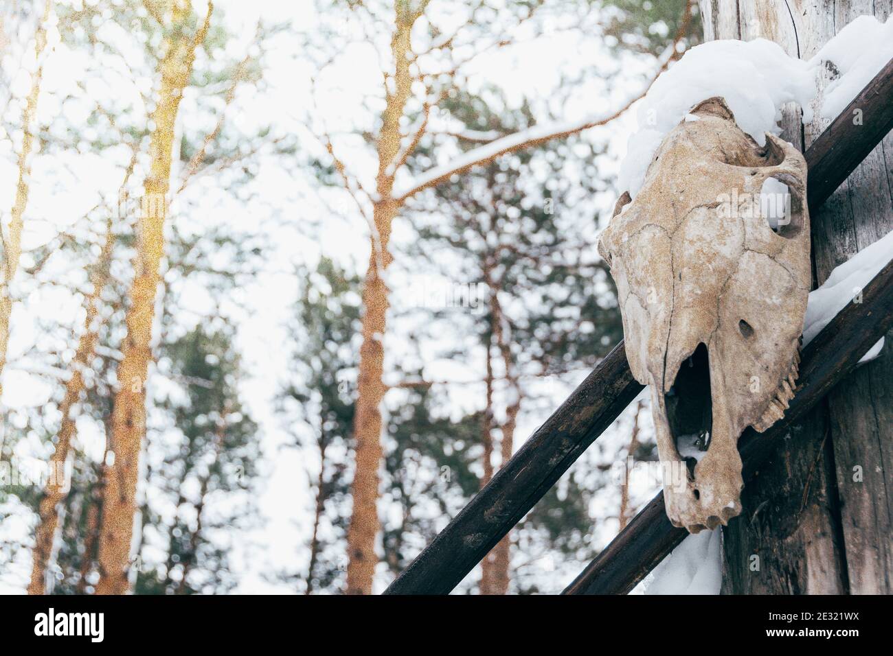 Schädel der Kuh auf Holzmast im Winterwald. Vorbereitung auf mystisches Ritual Stockfoto