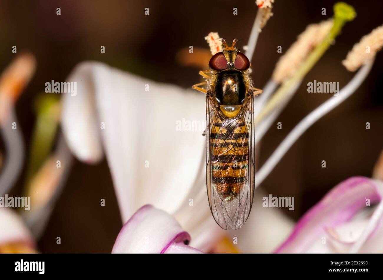 Eine Erwachsene Marmelade Schwebefliege (Episyrphus balteatus) Fütterung auf Geißblatt in einem Garten in Sowerby, Thirsk, North Yorkshire. Juli. Stockfoto