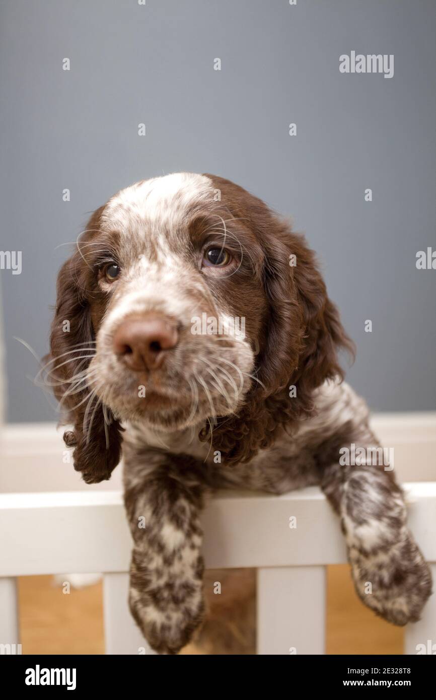 Feld Spaniel Welpen Nahaufnahme Stockfoto
